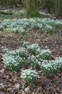 Snowdrops: Snowdrops in woodland - Norfolk UK