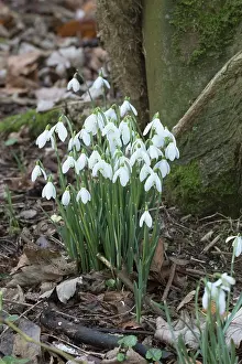 Snowdrops: Snowdrops in woodland - Norfolk UK