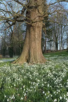 Snowdrops: Snowdrops in woodland with sweet chestnut tree -