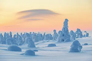 Finnish: Snowed-in trees, winter landscape, Riisitunturi