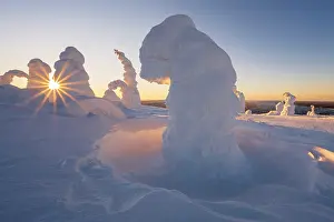 Finnish: Snowed-in trees, winter landscape, Riisitunturi