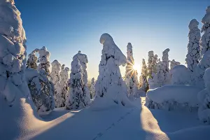 Finnish: Snowed-in trees, winter landscape, Riisitunturi