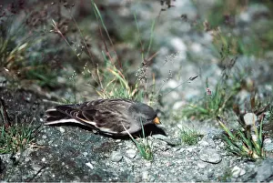 Snowfinch: SNOWFINCH