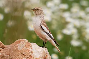 Montifringilla: Snowfinch - adult female, May
