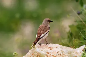 Montifringilla: Snowfinch - adult female, May