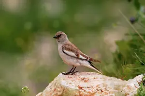 Montifringilla: Snowfinch - adult female, May