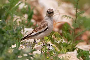 Montifringilla: Snowfinch - adult female, May