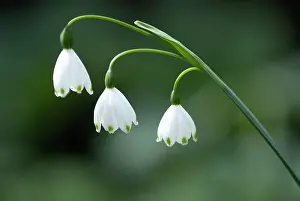 Leucojum: Snowflake