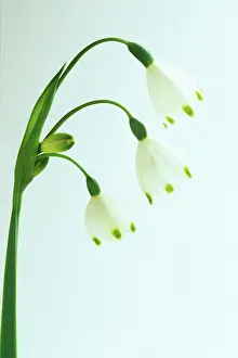 Leucojum: Snowflake