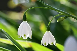 Condolence: Snowflake