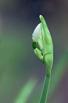 Leucojum: Snowflake