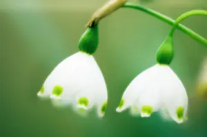 Leucojum: Snowflake