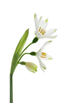 Vernum: Snowflake