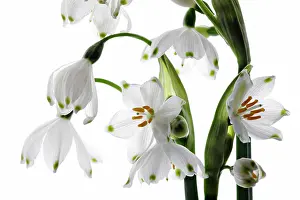 Leucojum: Snowflake
