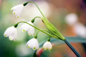 Leucojum: Snowflake