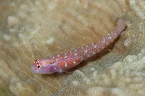 Dwarfgoby: Snowflake Dwarfgoby