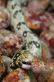 Ambon: Snowflake Moray Eel
