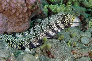 Moray: Snowflake Moray Eel freeswimming - Lipah Beach dive