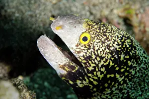 010821: Snowflake Moray Eel - Lipah Beach dive site, Amed