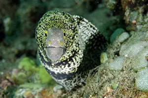Moray: Snowflake Moray Eel - Lipah Beach dive site, Amed