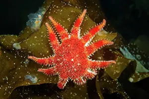 Snowflake: Snowflake Star or Common Sun Star (Crossaster papposus)