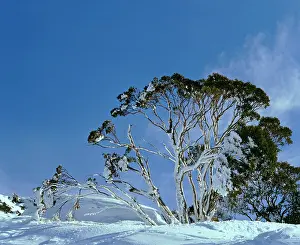 Gums: Snowgums - In snow