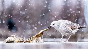 Swallowing: Snowing. Seagull (Larus sp) immature eating in s