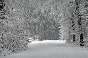 Flurry: It is snowing in the winter landscape in the forest