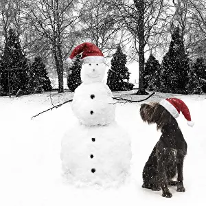 Snowman: Snowman wearing Christmas hat with German Wire-haired