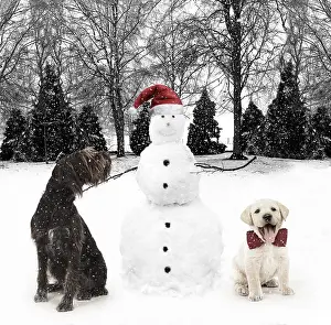 Snowman: Snowman wearing Christmas hat with Labrador puppy