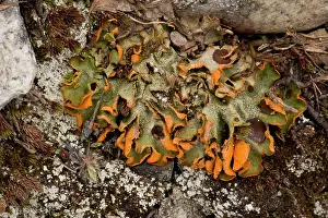Crocea: A snowpatch lichen