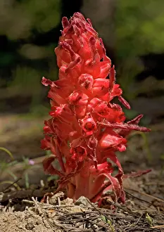 Sanguinea: Snowplant - in high Sierra forest