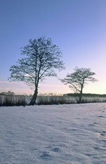 Dyke: Snowscene - grazing meadow with reed in dyke and Alder trees