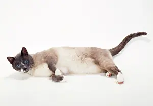 Snowshoes: Snowshoe - blue & White Point Cat