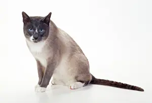 Snowshoes: Snowshoe - blue & White Point Cat
