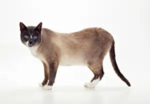 Snowshoes: Snowshoe - blue & White Point Cat