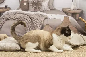 Snowshoes: Snowshoe cat indoors