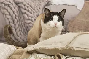 Snowshoes: Snowshoe cat indoors