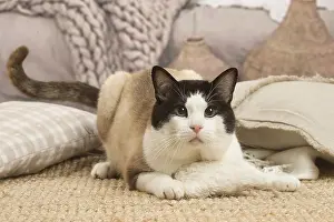 Snowshoes: Snowshoe cat indoors