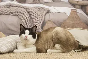 Snowshoes: Snowshoe cat indoors