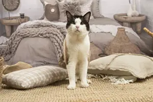 Snowshoes: Snowshoe cat indoors