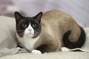 Snowshoe: Snowshoe Cat indoors