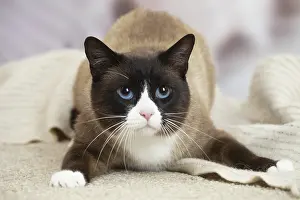 Pouncing: Snowshoe Cat indoors