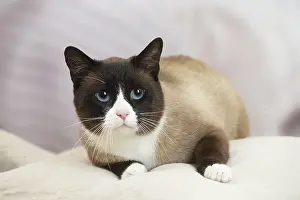 Snowshoe: Snowshoe Cat indoors