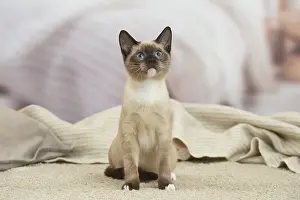 Snowshoe: Snowshoe Cat indoors