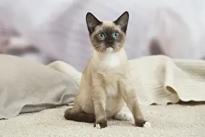 Snowshoe: Snowshoe Cat indoors