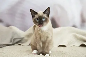 Snowshoe: Snowshoe Cat indoors