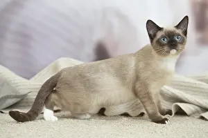 Snowshoe: Snowshoe Cat indoors