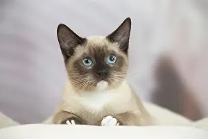 Snowshoe: Snowshoe Cat indoors