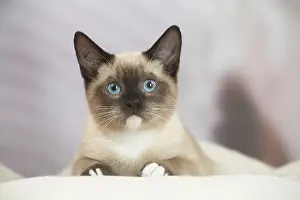 Snowshoe: Snowshoe Cat indoors